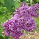 image de Syringa