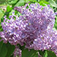 image de Syringa