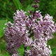 image de Syringa x prestoniae