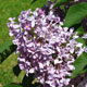 image de Syringa