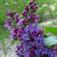 image de Syringa