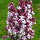 image de Syringa