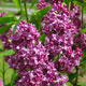 image de Syringa