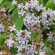 image de Syringa