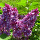 image de Syringa