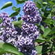 image de Syringa