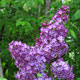 image de Syringa x hyacinthiflora