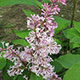 image de Syringa x prestoniae