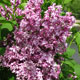 image de Syringa