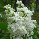 image de Syringa