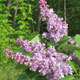 image de Syringa