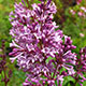 image de Syringa x prestoniae