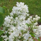 image de Syringa