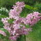 image de Syringa