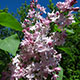 image de Syringa