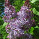 image de Syringa