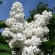 image de Syringa