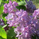 image de Syringa