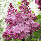 image de Syringa x hyacinthiflora