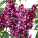 image de Syringa