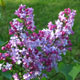 image de Syringa x hyacinthiflora