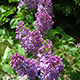 image de Syringa