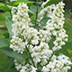 image de Syringa