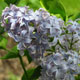 image de Syringa