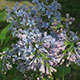 image de Syringa