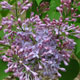 image de Syringa x hyacinthiflora