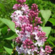 image de Syringa x hyacinthiflora