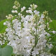 image de Syringa