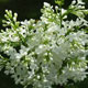 image de Syringa