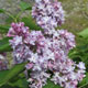 image de Syringa