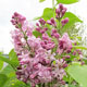 image de Syringa