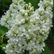 image de Syringa