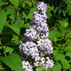 image de Syringa