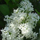 image de Syringa