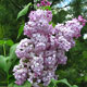 image de Syringa