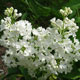 image de Syringa