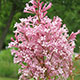 image de Syringa x prestoniae