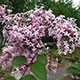 image de Syringa pubescens julianae