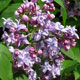 image de Syringa