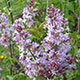 image de Syringa x hyacinthiflora