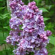 image de Syringa