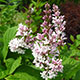 image de Syringa x prestoniae