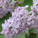 image de Syringa