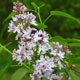 image de Syringa