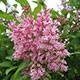 image de Syringa x josiflexa