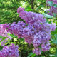 image de Syringa